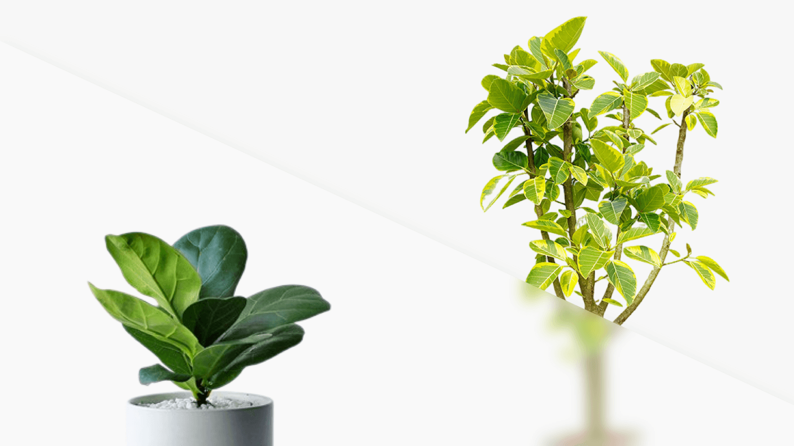 盆栽植物租摆